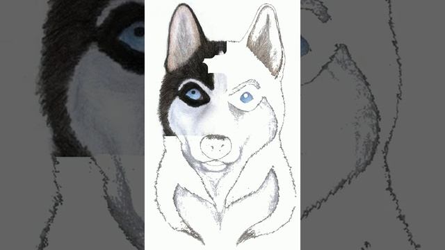 Draw a husky #1