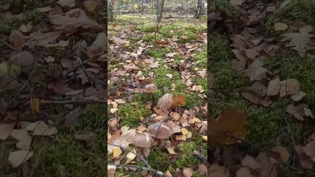 Беларусь. Грибы 2022 смотреть онлайн