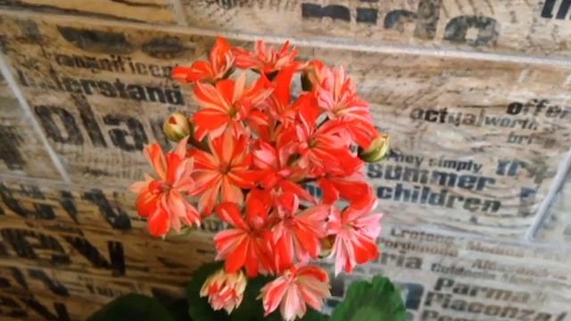 #Mallorca #pelargonium #квіти #кімнатнірослини