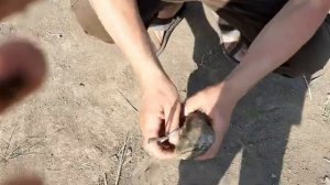 Ловля судака на маныче. Ловля судака в июле 2021..mp4