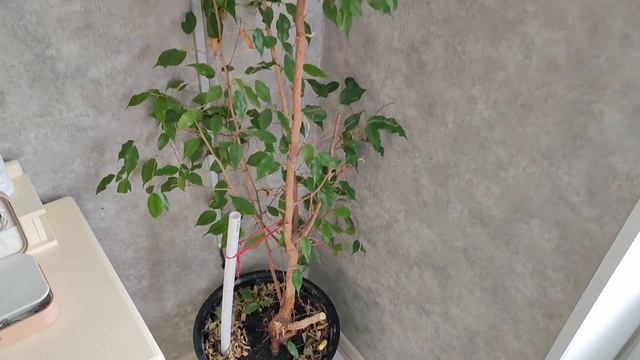 Clean My Room - Весенее Расхламление ? смотреть онлайн