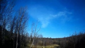 охота с Русско Европейской лайкой