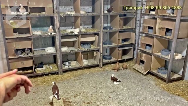 В гостях у ташкентского любителя голубей Григория Бронова (май 2022 года) / Pigeons / Tauben смотреть онлайн