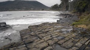 #relax АВСТРАЛИЯ: Тасманийский дьявол на острове Тасмания и не только #релакс