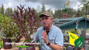 Dark Towers Penstemon | Beardtongue | Perennial