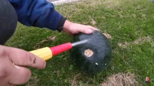 Эксперимент... Свои ?арбузы? Созревают или нет? В подмосковье, в открытом грунте.