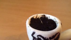 Венерина Мухоловка|Росток