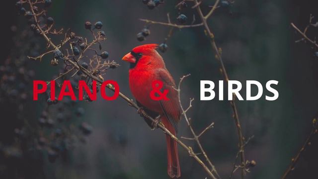 Piano Relaxing Music 2023\Piano And Birds Relaxing Music 2023\Пианино И Птицы\Музыка для отдыха 202