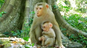 Baby Leo tired & aunt Luna come comfort & breastfeed him while his mama Libby leave & not breastfee