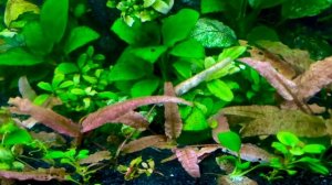 КРИПТОКОРИНА ФЛАМИНГО (Cryptocoryne spec. Flamingo)