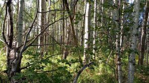 Первый день охоты Западно сибирская лайка и Карело финская лайка на охоте