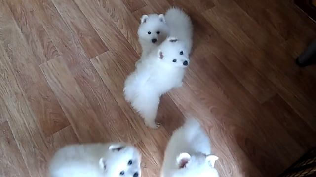 Щенки японского шпица из питомника
