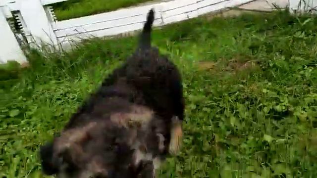 Никки - щенок в дар! смотреть онлайн