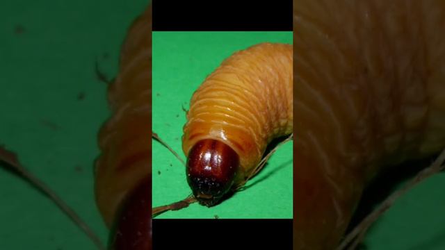 TERRARIA Bosses in real life #1 смотреть онлайн