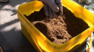 Комнатный цветок.  Диффенбахия и радемахера,  перевалка.