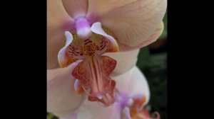 Cheap All Phalaenopsis Orchid HAUL! Trader Joe’s, Kroger& Fresh Thyme