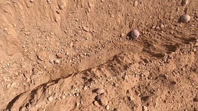 Sembrar patatas смотреть онлайн