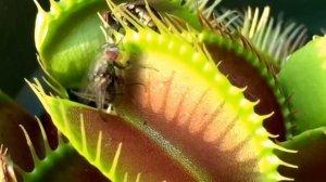 Комнатные Насекомоядные Дионея Muscipula Гигантский Венера Мухоловка