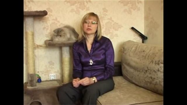 Персидские кошки смотреть онлайн