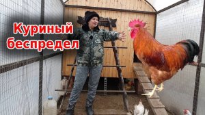 Петух и курица - жизнь в одном курятнике  Нужен ли петух для кур?