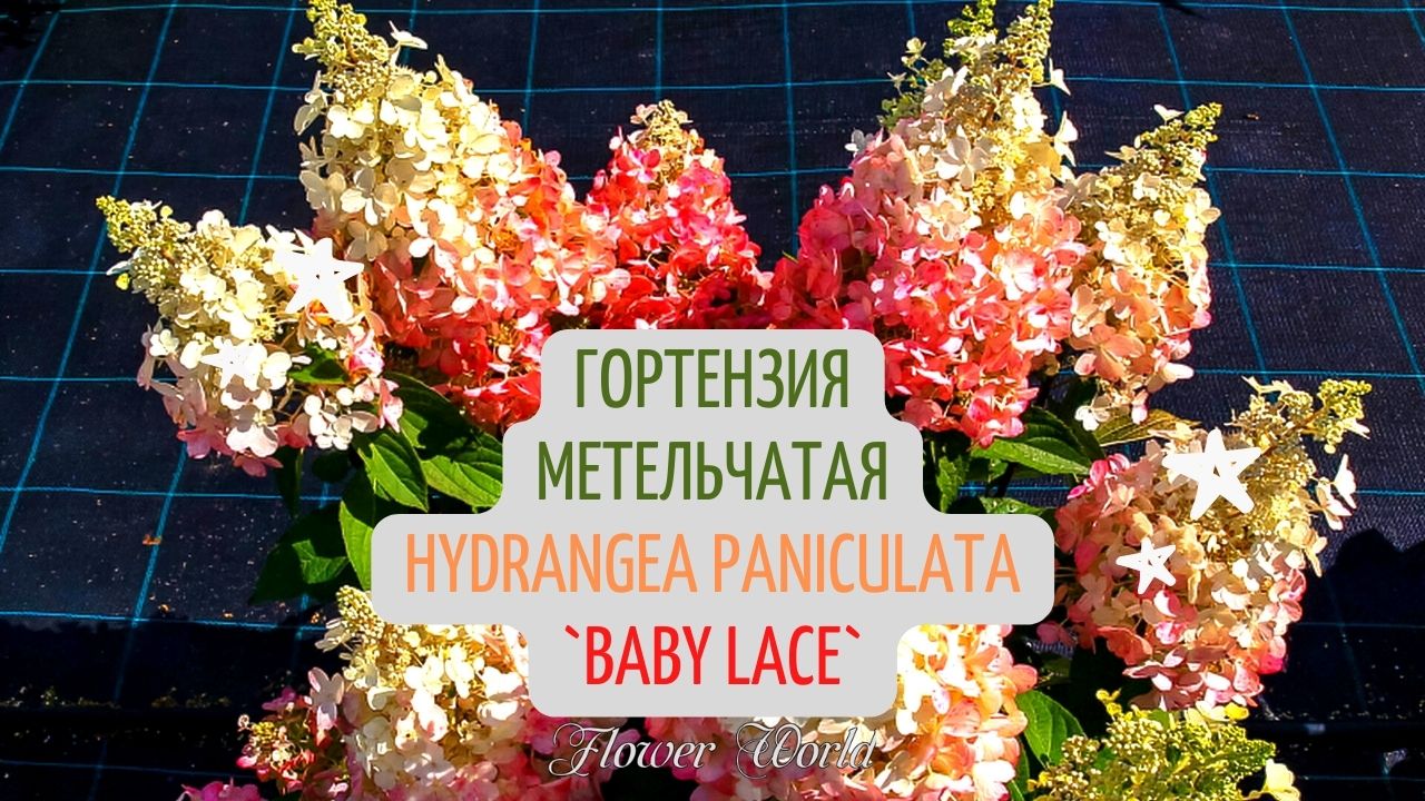Гортензия метельчатая (Hydrangea paniculata `Baby Lace`).