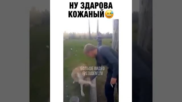 Собака здоровается с человеком? Приколы