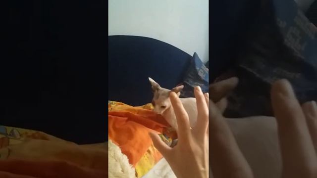 Кошка нападает на руку. Канадский сфинкс. Canadian spynx смотреть онлайн