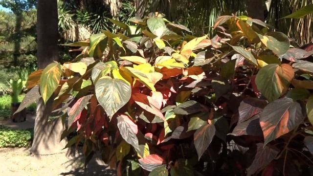 Acalifa variegada: Acalypha wilkesiana (www.riomoros.com) смотреть онлайн