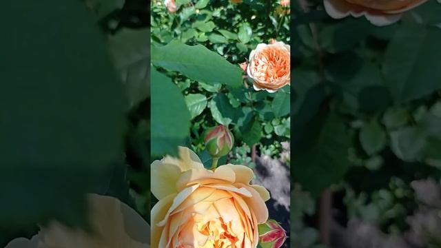 Розы Голден Селебрейшн и Краун принцесс Маргарет.??Сравним? смотреть онлайн