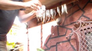 Сушка рыбы на воздухе , без защитной сетки от мух .