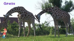 Farm animals life, animal sounds horse, sheep, donkey, pig, cow, cat, duck, chicken - animals vide