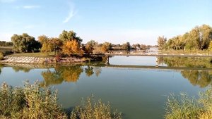 Островок на пруду - глубинка Черкасской обл. с. Матусов 2021.10.11