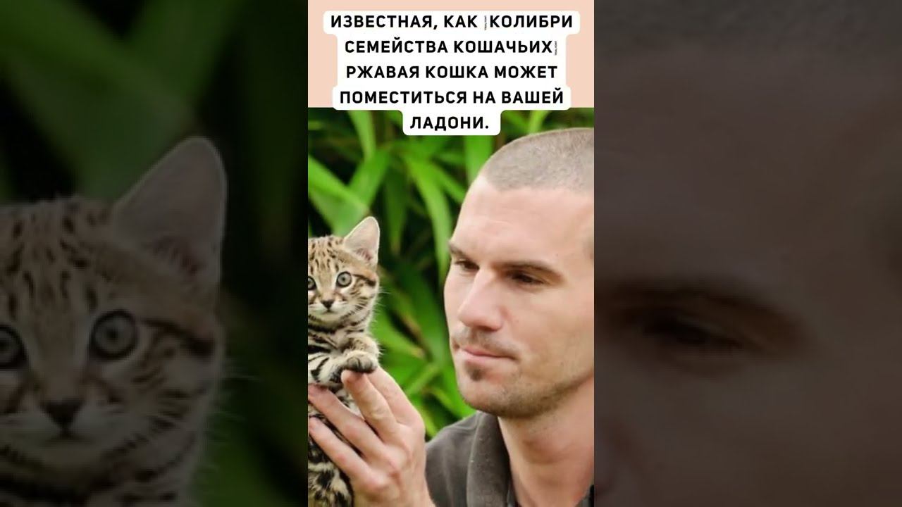 Cамая маленькая кошка в мире