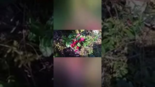 Брусника