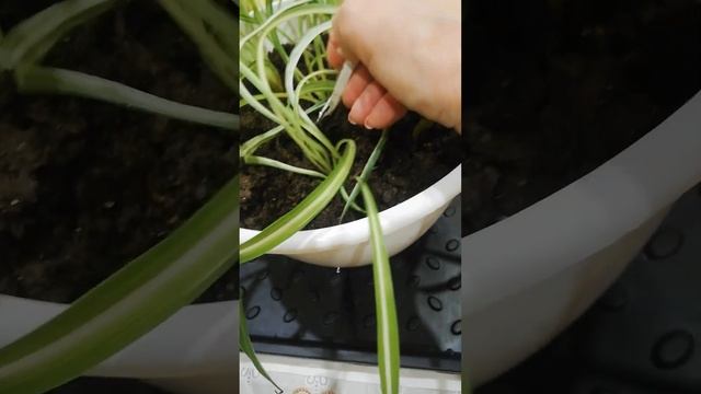 комнатные растения, пересадка, уход. Хролофитум. смотреть онлайн