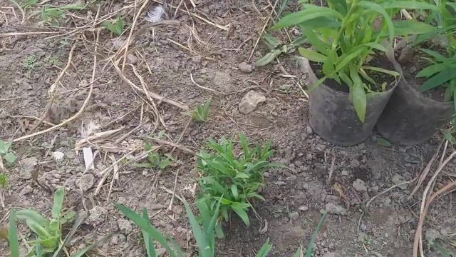 Гвоздика ЗИМУЕТ В СИБИРИ!!!#shorts смотреть онлайн