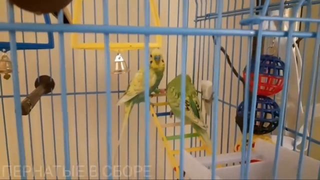 Как понять разные жесты попугаев? смотреть онлайн