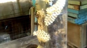 Нуклеус Джинн 1л после изоляции матки .