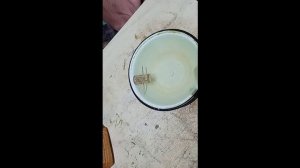 СО29. Как определить стороны света, полюс магнита