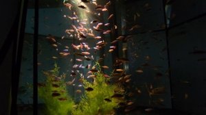 Красный неон и микрорасбора галактика