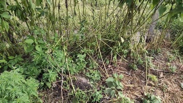 МУСКУСНЫЕ УТКИ смотреть онлайн