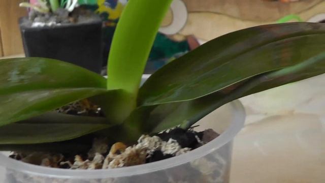 орхидея сбрасывает нераспустившиеся бутоны 5 основных причин сбрасывания бутонов и пожелтения цвето смотреть онлайн