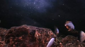 Copadichromis Borleyi Red Kadango, Malawi Cichlid