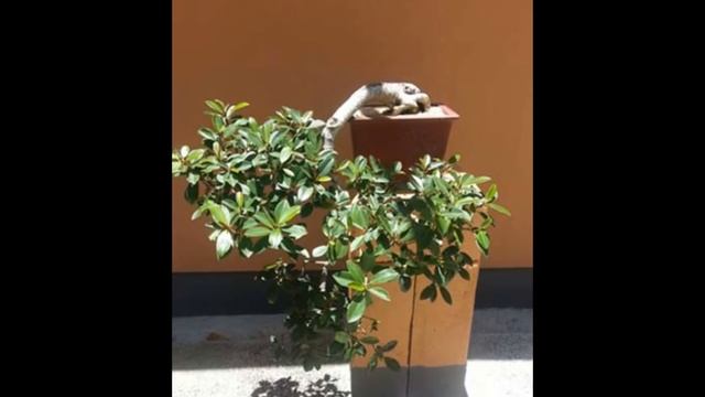 Pittosporum tobira 'Variegata' Variegated Pittosporum смотреть онлайн