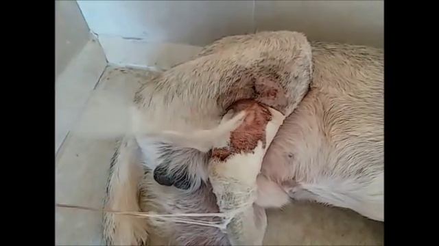 И снова Наташа с вкусняшками для хвостатых смотреть онлайн