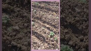 Посадите чеснок так)))))??? Посадка чеснока в Краснодарском крае))