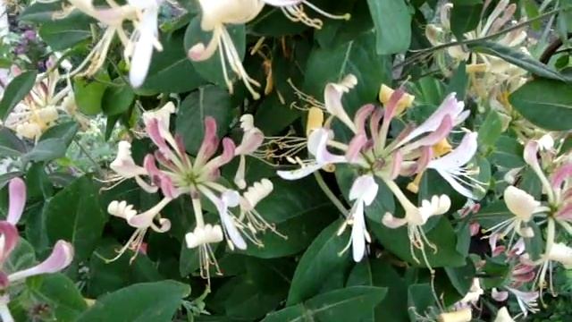 Жимолость каприфоль - садовая лиана, декоративно-цветущая, многолетник смотреть онлайн