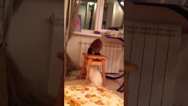 Кошка Ангора турецкая Ангора батл 1 VS сиамская кошка смотреть онлайн