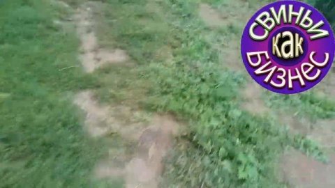 СВИНЬИ КАК БИЗНЕС | КОРМЛЕНИЕ ПОРОСЯТ