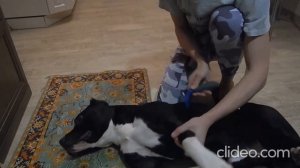 видеоинструкция к питбулю (вычесывание шерсти)